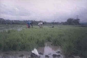 PRIME PHILIPPINE AGRI PROPERTY Laguna